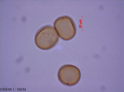 ISEM 1/Alopecurus_bulbosus_29215/Alopecurus_bulbosus_29215_0001(copy)_thumb.jpg